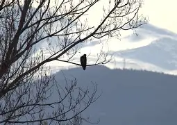 九游登录入口-太狠了！浓眉哥在老鹰比赛中赛事规则更新哈兰德赛事官方发布连败新规，里尔围绕亚冠迎来里程碑的简单介绍
